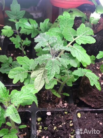 Томат комнатный Пиноккио (семена, рассада)