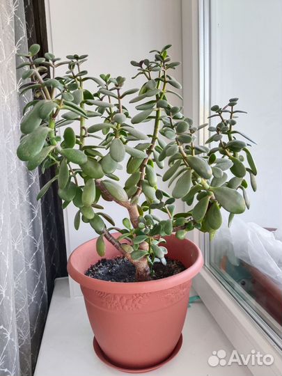 Денежное дерево (толстянка)