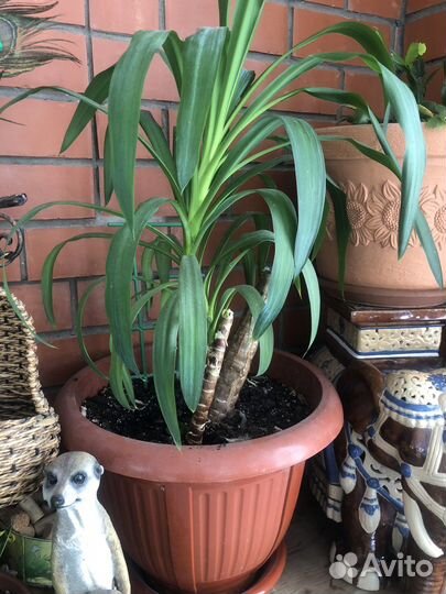 Комнатные растения