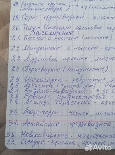 Рассада помидор