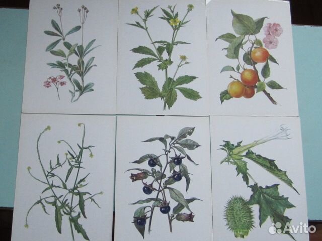 Лекарственные растения.Открытки