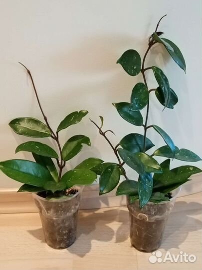 Хойя Карноза