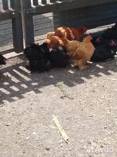 Продам дикорактивных курочек