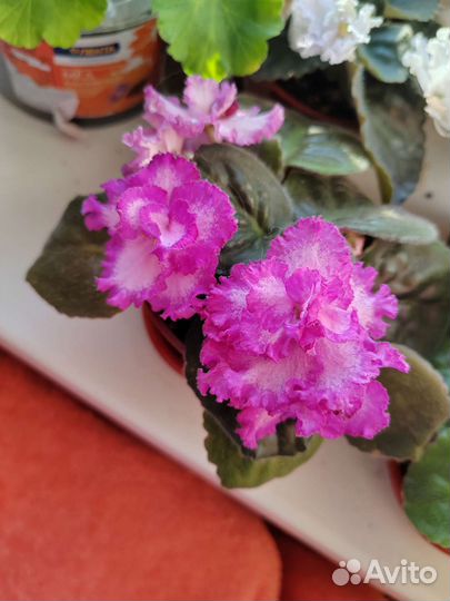 Укорененные листики фиалок