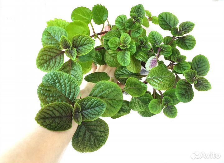 Традесканция нанук плектрантус секретазия