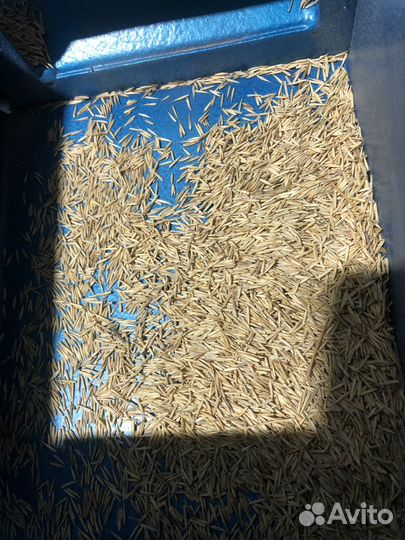 Семена житняка