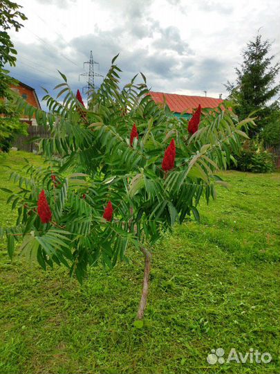 Сумах оленерогий (Уксусное дерево)