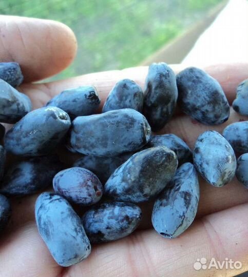 Жимолость Ассоль