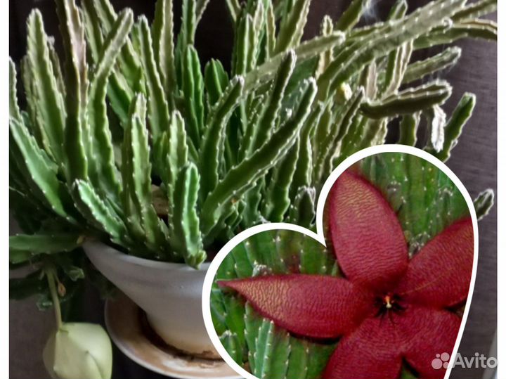 Комнатные цветы, суккуленты