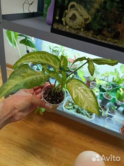 Сингониум Spear point