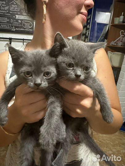Породистые котята