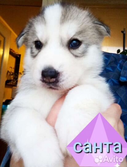 Щенки сибирской хаски девочка