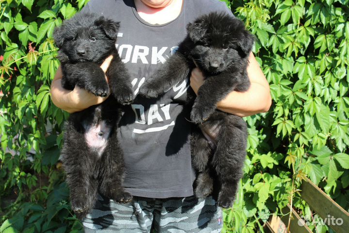 Красивейшие щенки дш овчарки