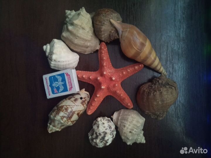 Морские ракушки