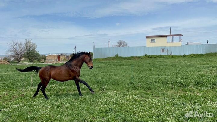 Мульча, удобрение, навоз