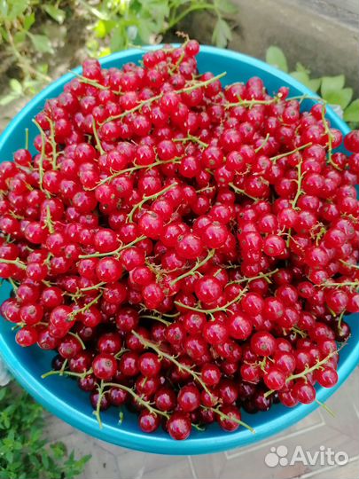 Смородина красная 2л-200р, 7л-700р