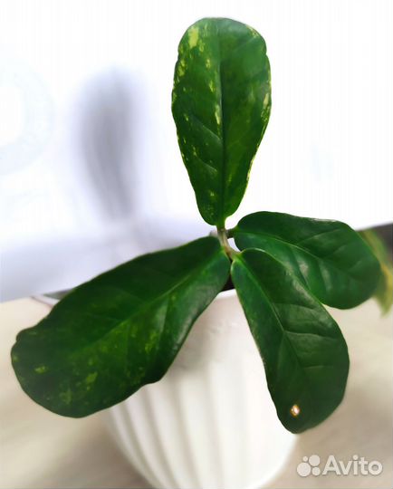 Замиокулькас Long Leaf