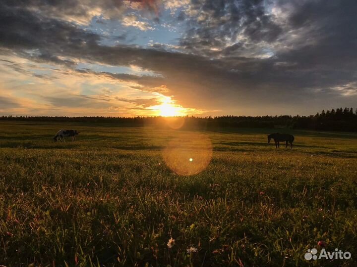 Постой для лошадей