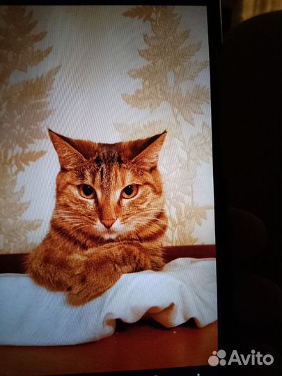 Кошка потерялась