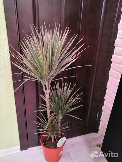 Драцена биколор 3 ствола 24/125