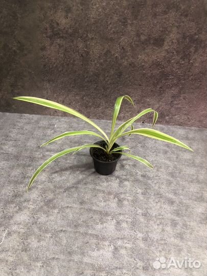 Хлорофитум лаксум