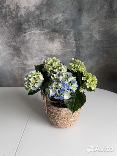 Гортензия в горшке комнатное растение на 8 марта