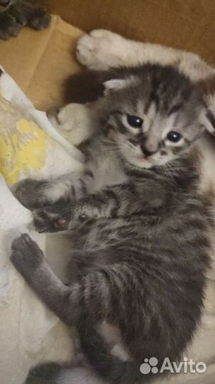 Шотландские вислоухие котята бесплатно