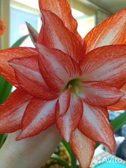 Амариллисы махровые
