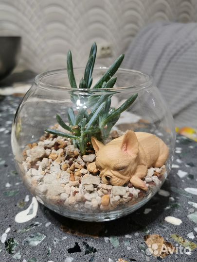 Флорариум суккулент Сенецио Серпенс