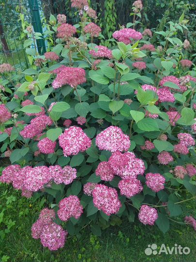 Гортензии много сортов