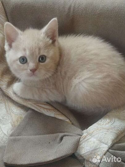 Котята шотландские