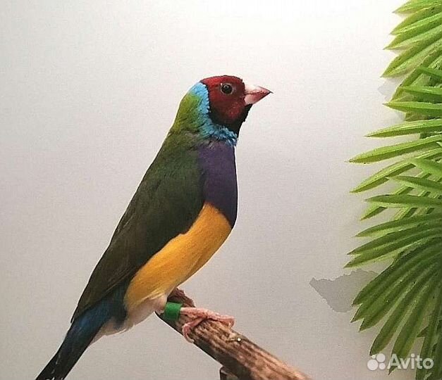 Амадины гульда