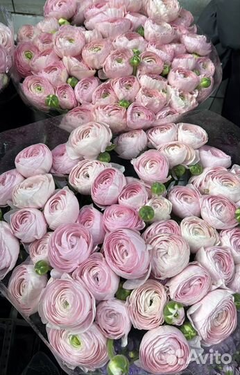 Ранункулюсы букет москва