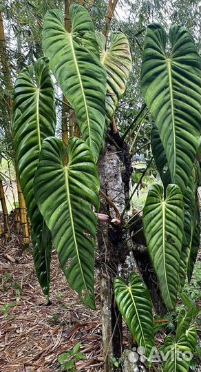 Редкий филодендрон эсмиралденси