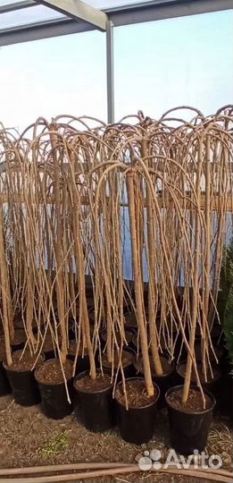 Саженцы шелковицы