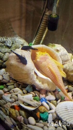 Анциструсы номерные, вуалевые