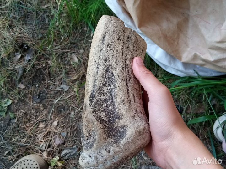 Кость мамонта