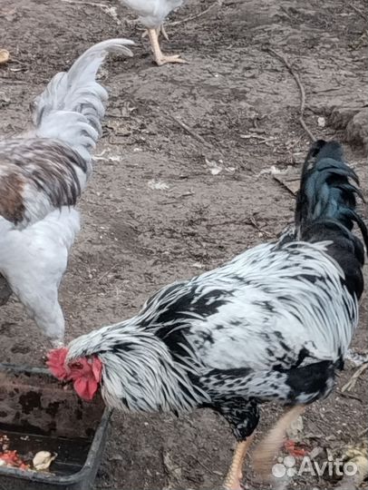 Петухи
