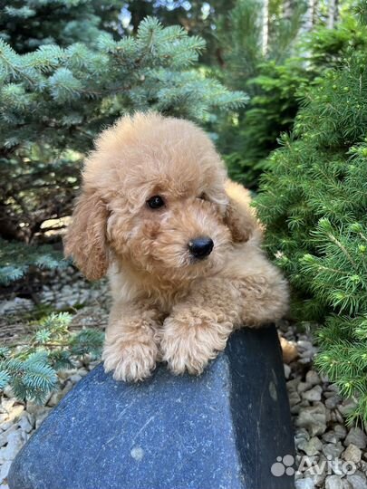 Той-пудель мальчик