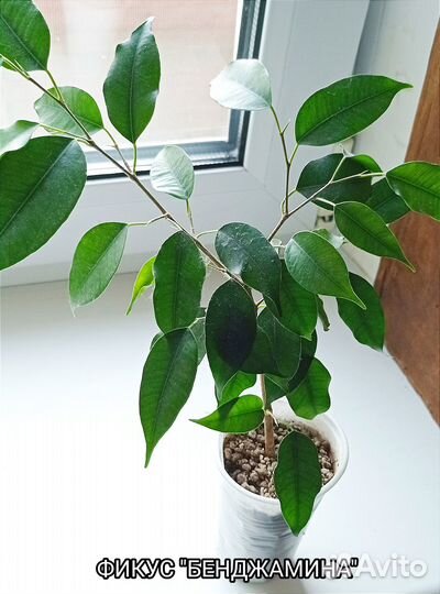 Домашние растения