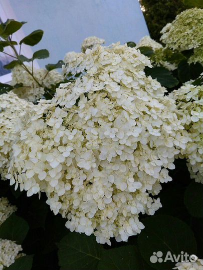 Гортензия Анабель