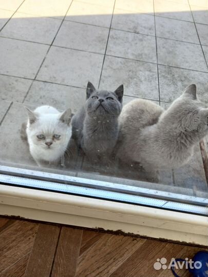 Британские котята