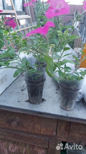 Рассада петунии Тайдал