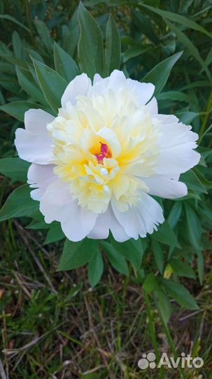 Пионы саженцы