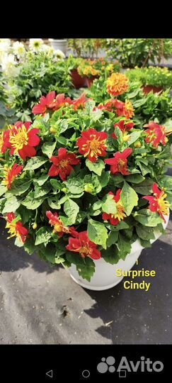 Цветы для дачи и дома