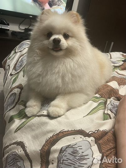 Померанский шпиц вязка