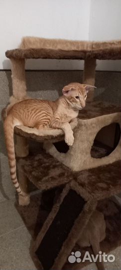 Вязка ориентал