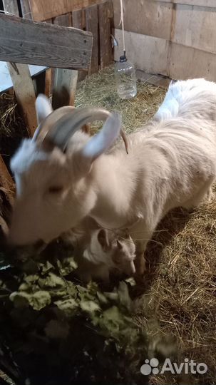 Козы и козлята