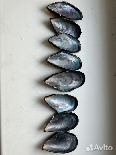 Морские ракушки раковины мидии голубые