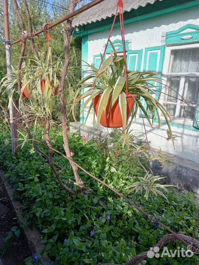 Хлорофитум